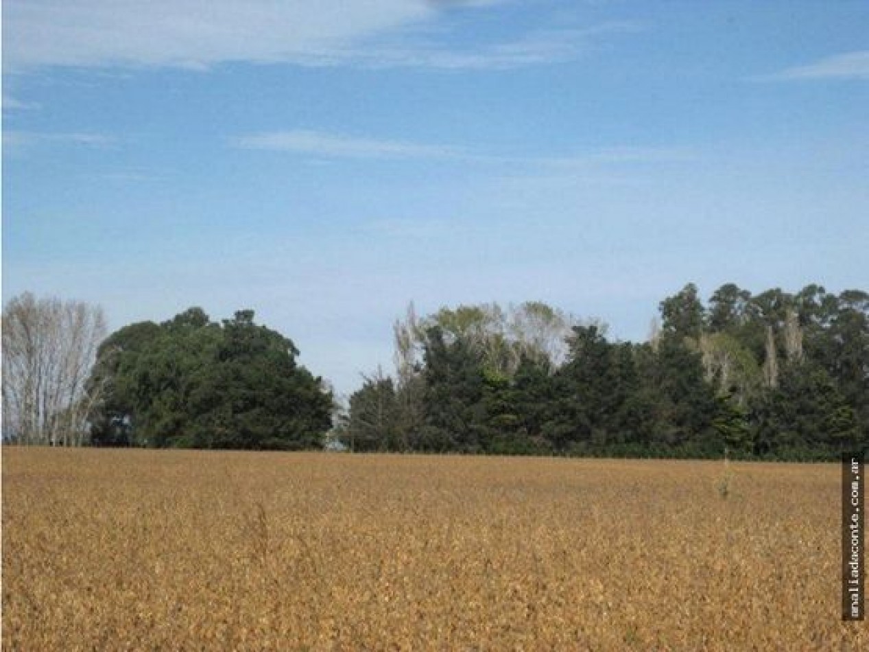 CAMPO MIXTO 103 HECTAREAS SOBRE RUTA 88 A 50 KM DE MAR DEL PLATA