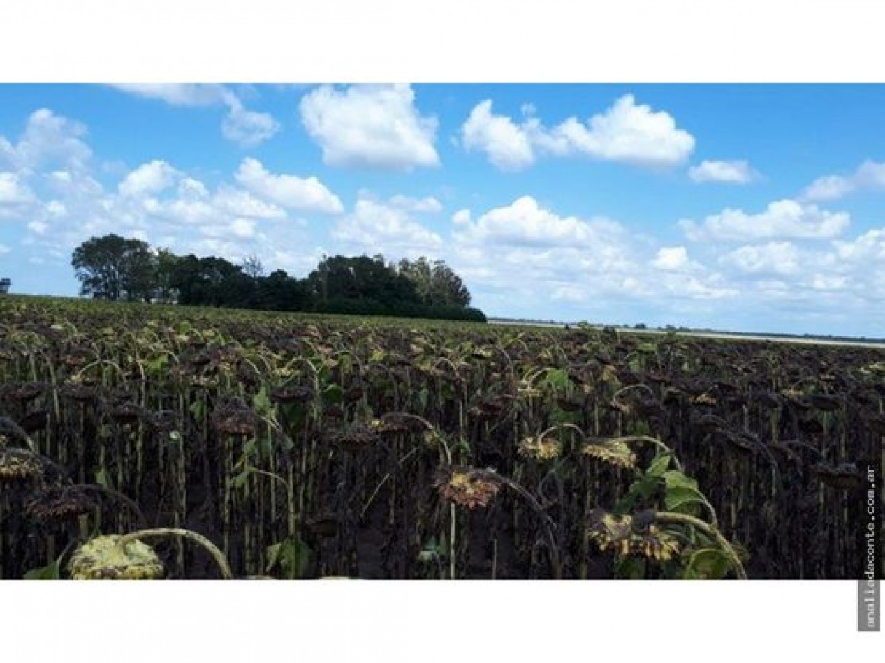 CAMPO MIXTO 103 HECTAREAS SOBRE RUTA 88 A 50 KM DE MAR DEL PLATA