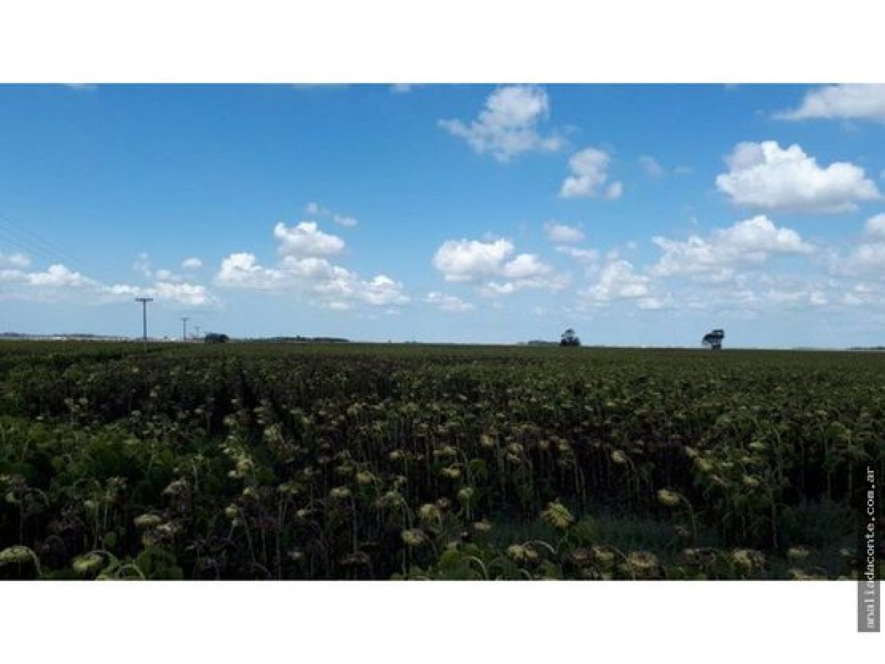 CAMPO MIXTO 103 HECTAREAS SOBRE RUTA 88 A 50 KM DE MAR DEL PLATA