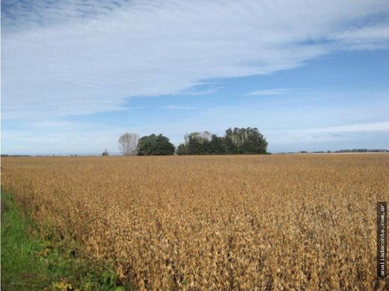 CAMPO MIXTO 103 HECTAREAS SOBRE RUTA 88 A 50 KM DE MAR DEL PLATA