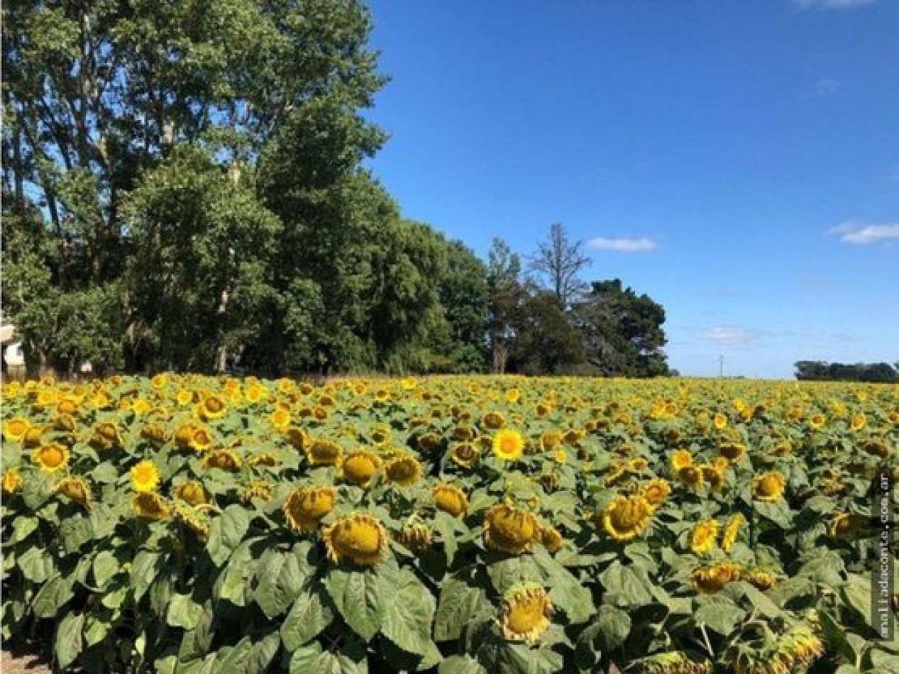 CAMPO MIXTO 103 HECTAREAS SOBRE RUTA 88 A 50 KM DE MAR DEL PLATA