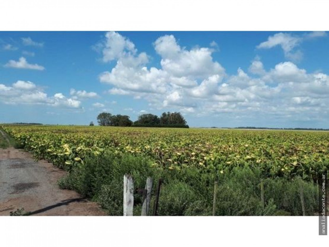 CAMPO MIXTO 103 HECTAREAS SOBRE RUTA 88 A 50 KM DE MAR DEL PLATA