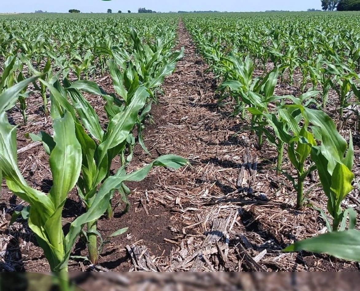 CAMPO DE 127,5 HECTAREAS EN UDAQUIOLA, PARTIDO DE AYACUCHO