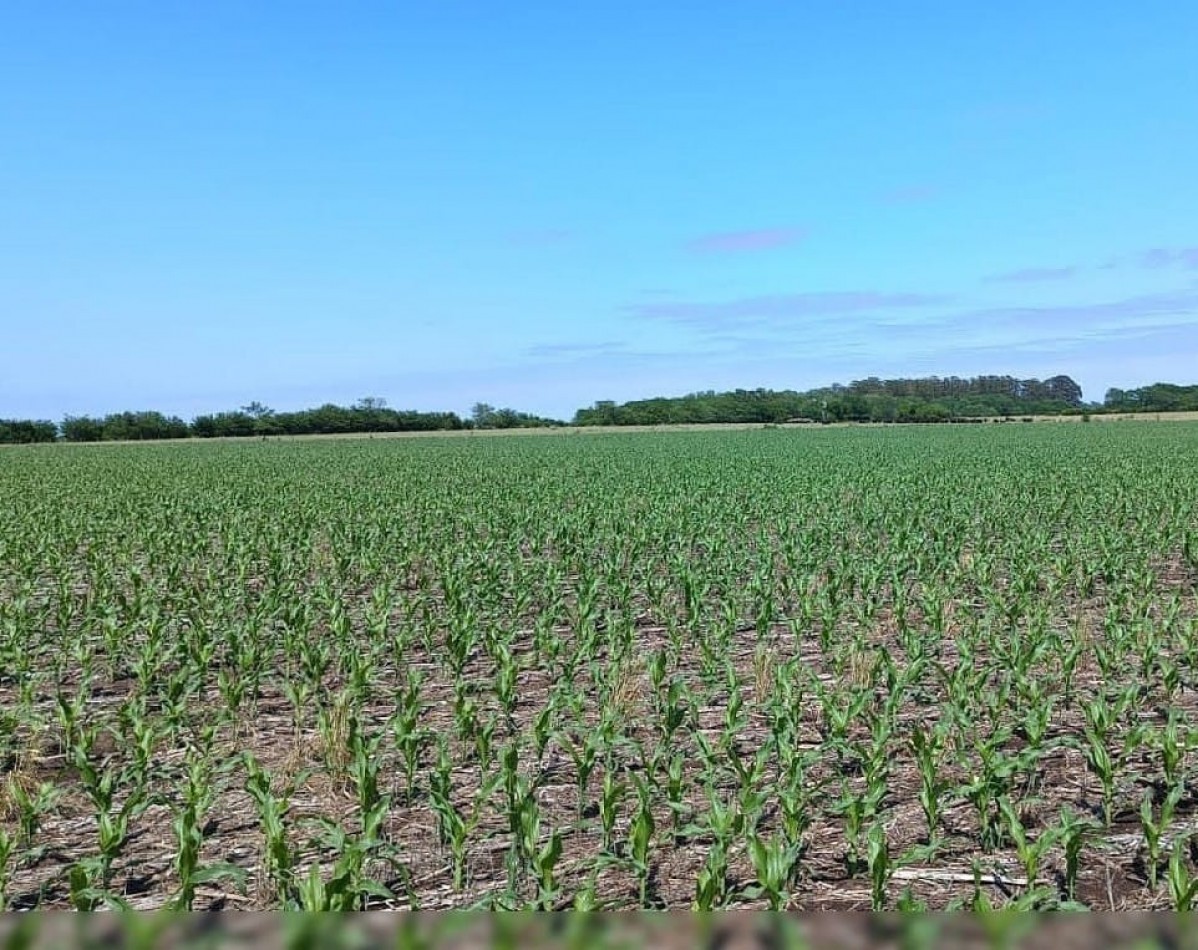 CAMPO DE 127,5 HECTAREAS EN UDAQUIOLA, PARTIDO DE AYACUCHO