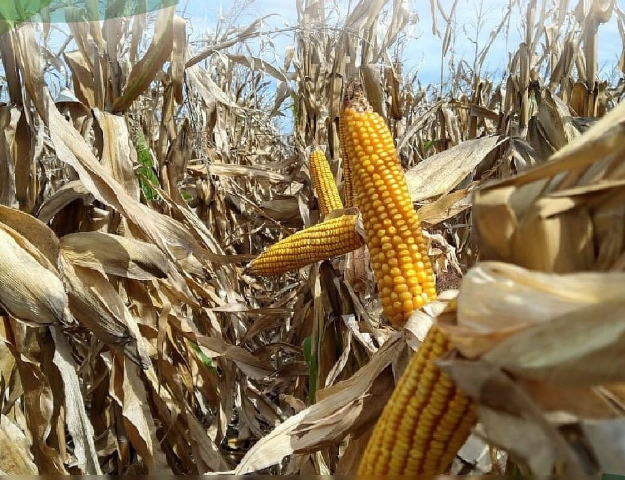 CAMPO DE 127,5 HECTAREAS EN UDAQUIOLA, PARTIDO DE AYACUCHO