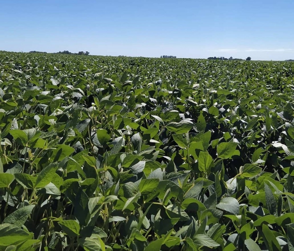 CAMPO DE 127,5 HECTAREAS EN UDAQUIOLA, PARTIDO DE AYACUCHO