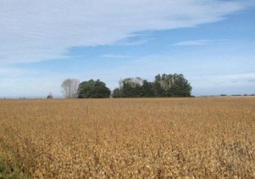 CAMPO MIXTO 103 HECTAREAS SOBRE RUTA 88 A 50 KM DE MAR DEL PLATA
