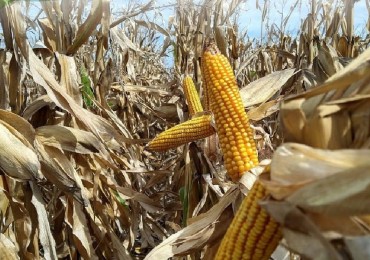 CAMPO DE 127,5 HECTAREAS EN UDAQUIOLA, PARTIDO DE AYACUCHO